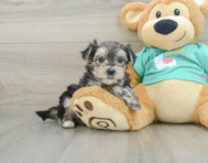 7 week old Morkie Puppy For Sale - Florida Fur Babies