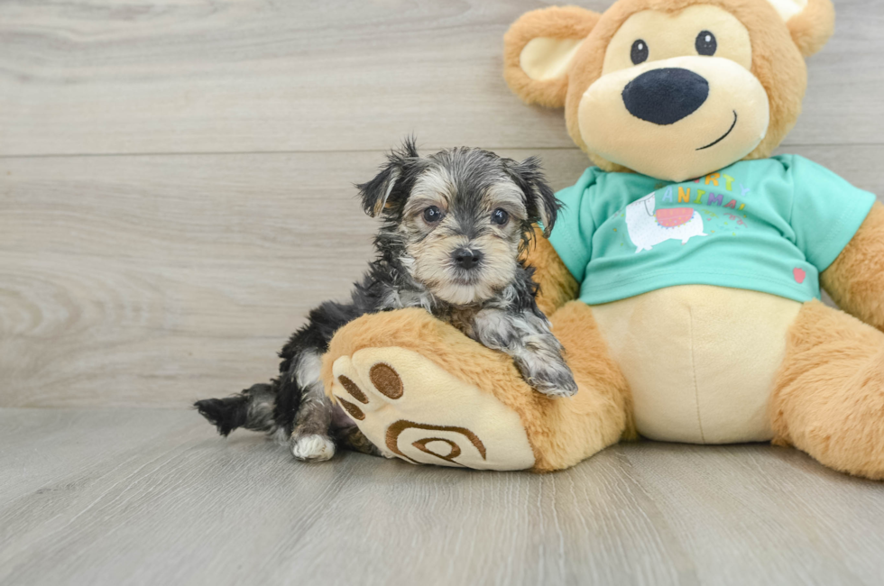 6 week old Morkie Puppy For Sale - Florida Fur Babies