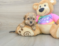 6 week old Morkie Puppy For Sale - Florida Fur Babies