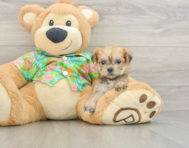 5 week old Morkie Puppy For Sale - Florida Fur Babies
