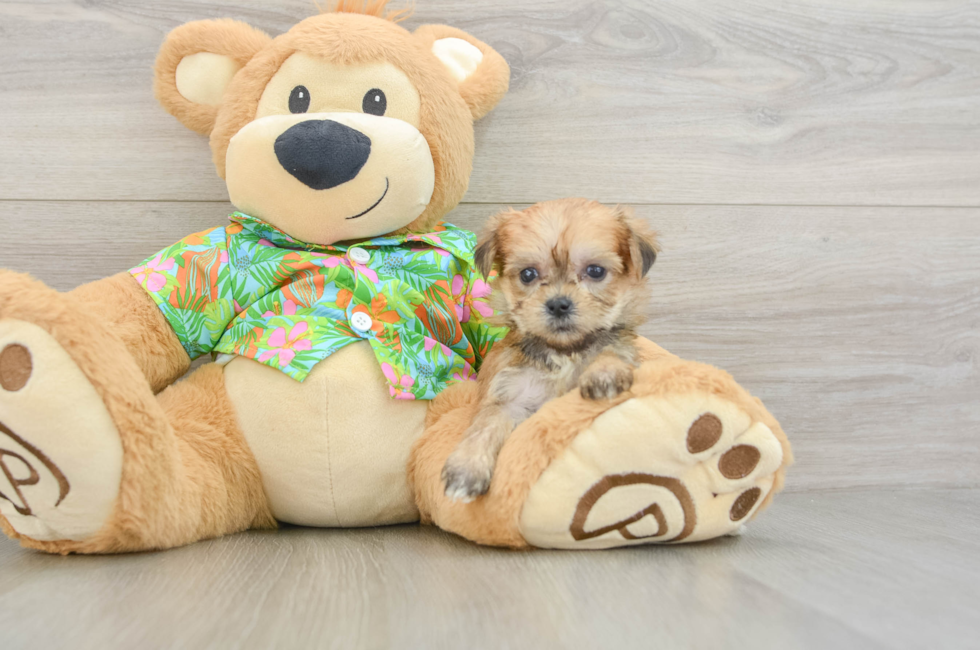 5 week old Morkie Puppy For Sale - Florida Fur Babies