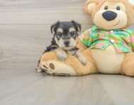 6 week old Morkie Puppy For Sale - Florida Fur Babies