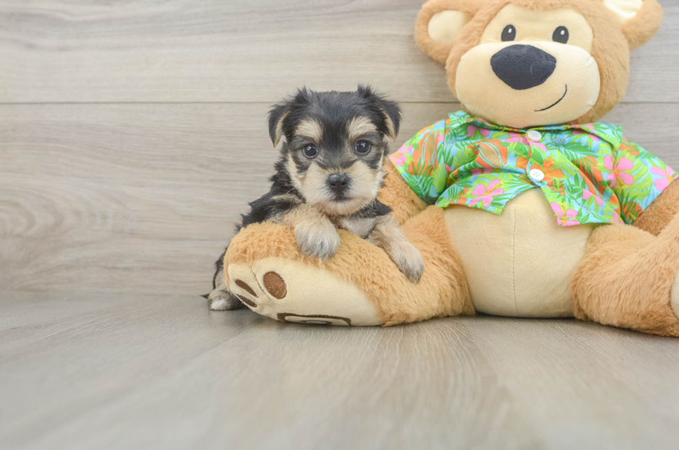 5 week old Morkie Puppy For Sale - Florida Fur Babies
