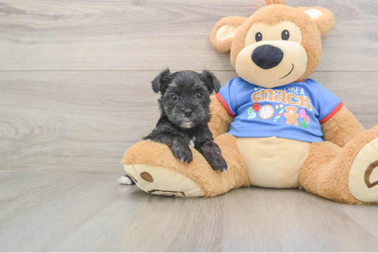 Morkie Pup Being Cute