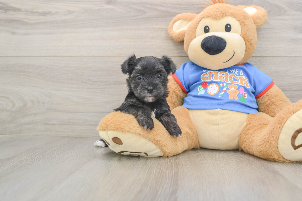 Morkie Pup Being Cute