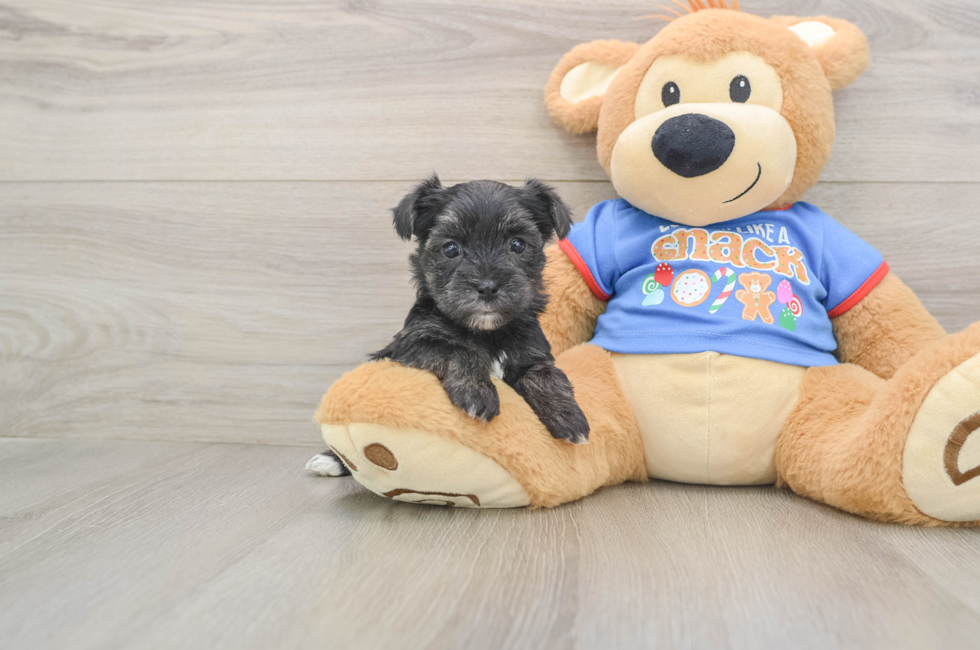 5 week old Morkie Puppy For Sale - Florida Fur Babies