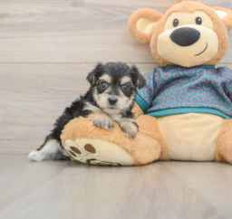 8 week old Morkie Puppy For Sale - Florida Fur Babies