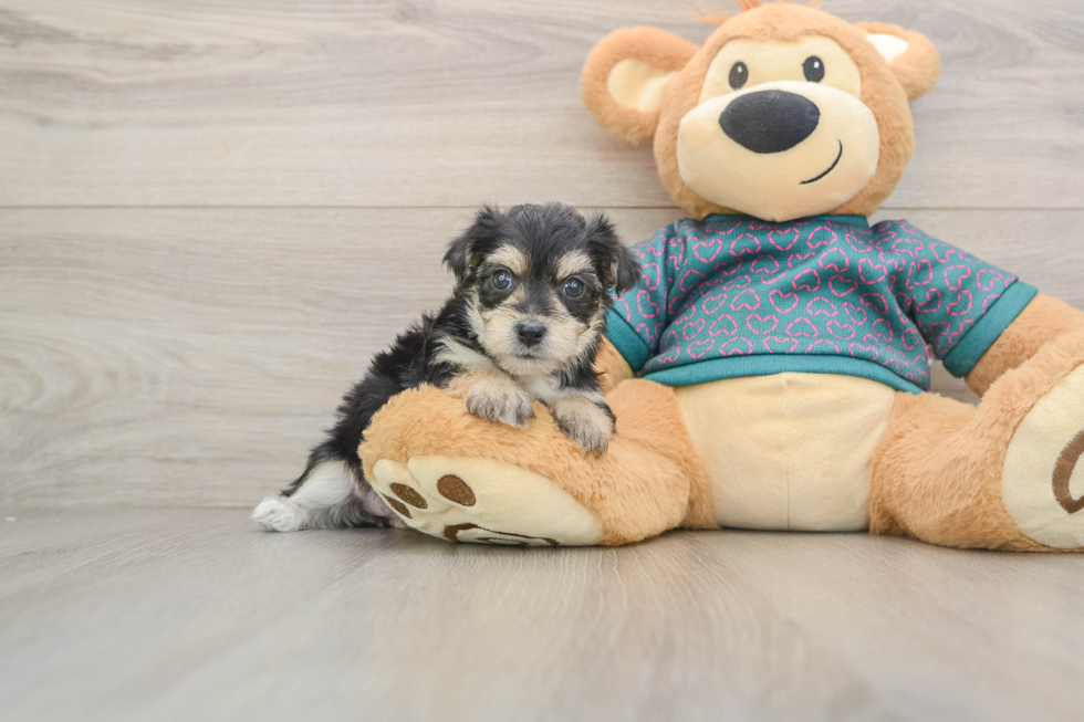 Hypoallergenic Morkshire Terrier Designer Puppy