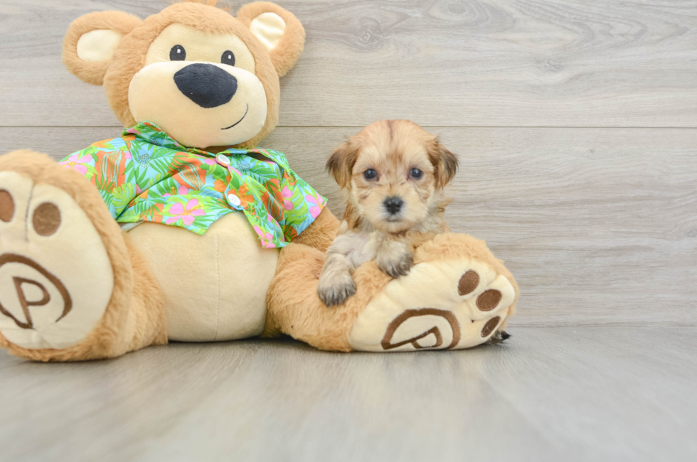 5 week old Morkie Puppy For Sale - Florida Fur Babies