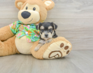 7 week old Morkie Puppy For Sale - Florida Fur Babies