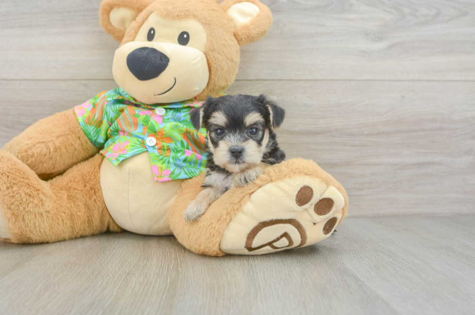 5 week old Morkie Puppy For Sale - Florida Fur Babies