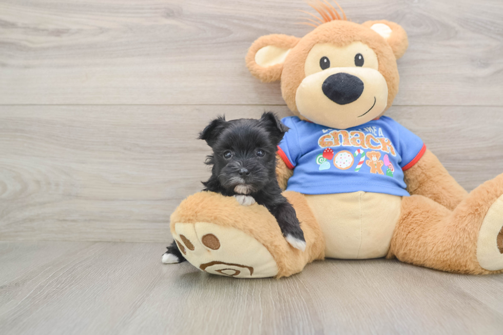 Hypoallergenic Yorktese Designer Puppy