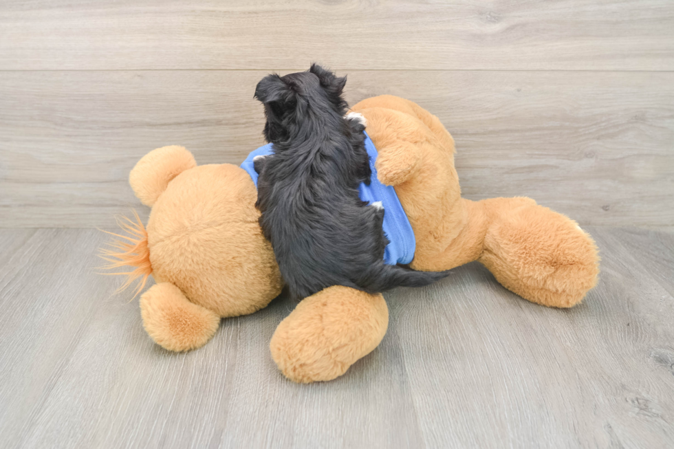Morkie Pup Being Cute