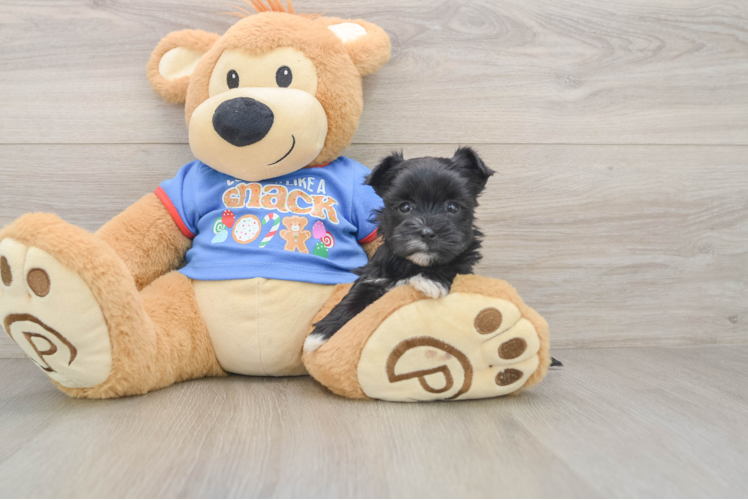 Morkie Pup Being Cute