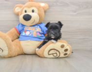 10 week old Morkie Puppy For Sale - Florida Fur Babies