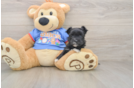 Morkie Pup Being Cute