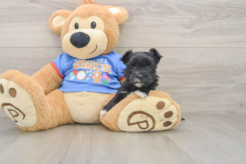 Morkie Pup Being Cute