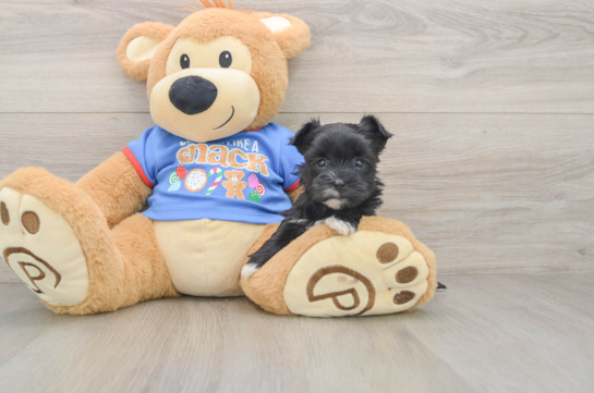 Morkie Pup Being Cute