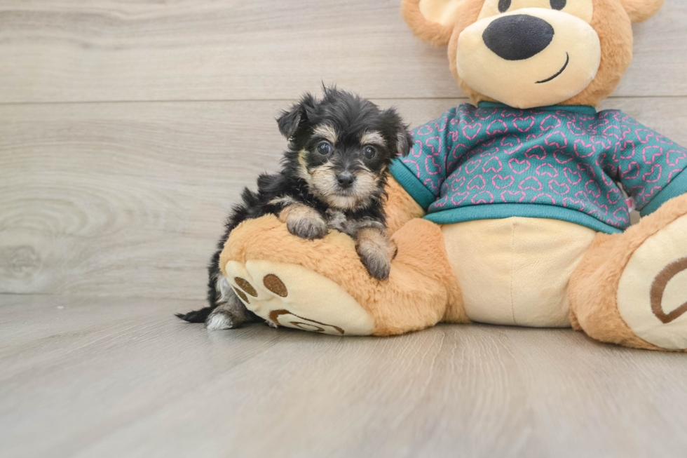 Hypoallergenic Yorktese Designer Puppy