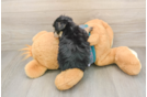 Best Morkie Baby
