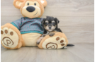 Best Morkie Baby
