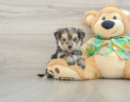 5 week old Morkie Puppy For Sale - Florida Fur Babies