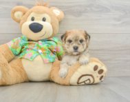 6 week old Morkie Puppy For Sale - Florida Fur Babies