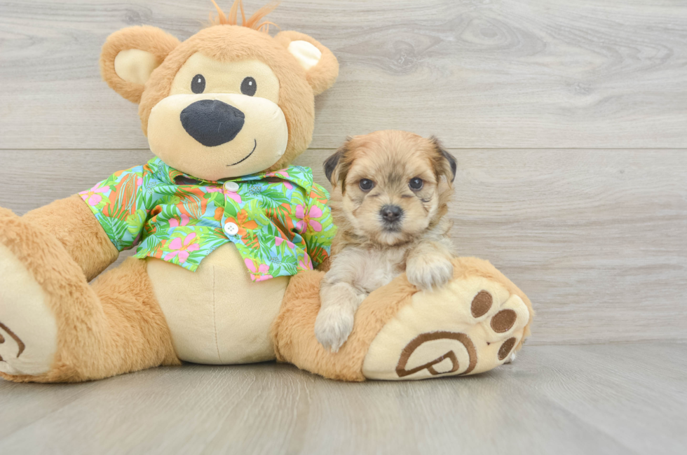 5 week old Morkie Puppy For Sale - Florida Fur Babies