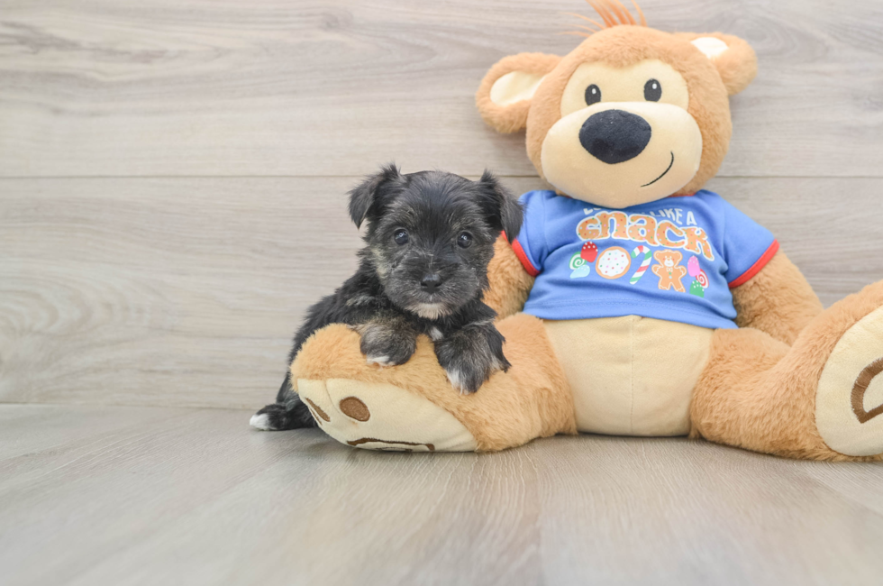 5 week old Morkie Puppy For Sale - Florida Fur Babies