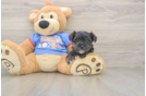 Morkie Pup Being Cute