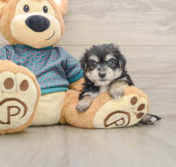 7 week old Morkie Puppy For Sale - Florida Fur Babies