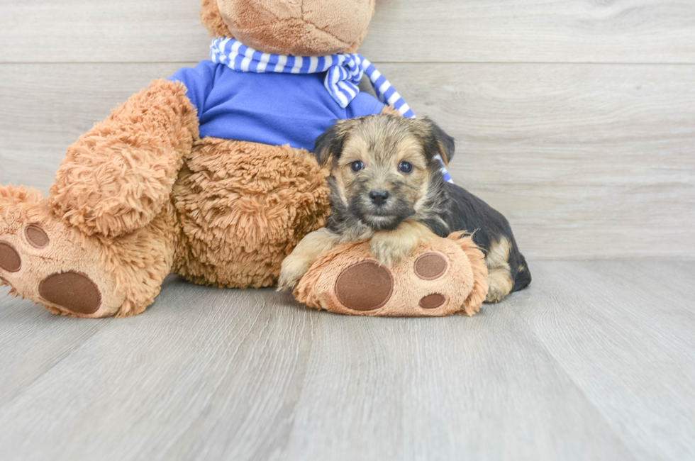 5 week old Morkie Puppy For Sale - Florida Fur Babies