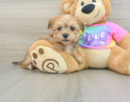 6 week old Morkie Puppy For Sale - Florida Fur Babies