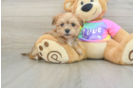 Morkie Puppy for Adoption