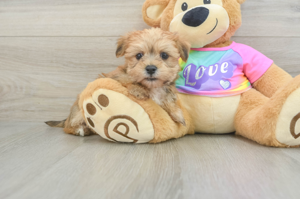 7 week old Morkie Puppy For Sale - Florida Fur Babies