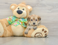 5 week old Morkie Puppy For Sale - Florida Fur Babies
