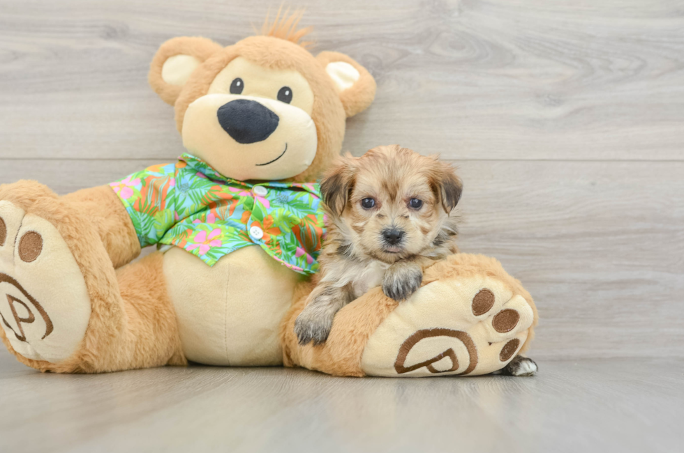 5 week old Morkie Puppy For Sale - Florida Fur Babies