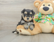 6 week old Morkie Puppy For Sale - Florida Fur Babies