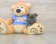 6 week old Morkie Puppy For Sale - Florida Fur Babies