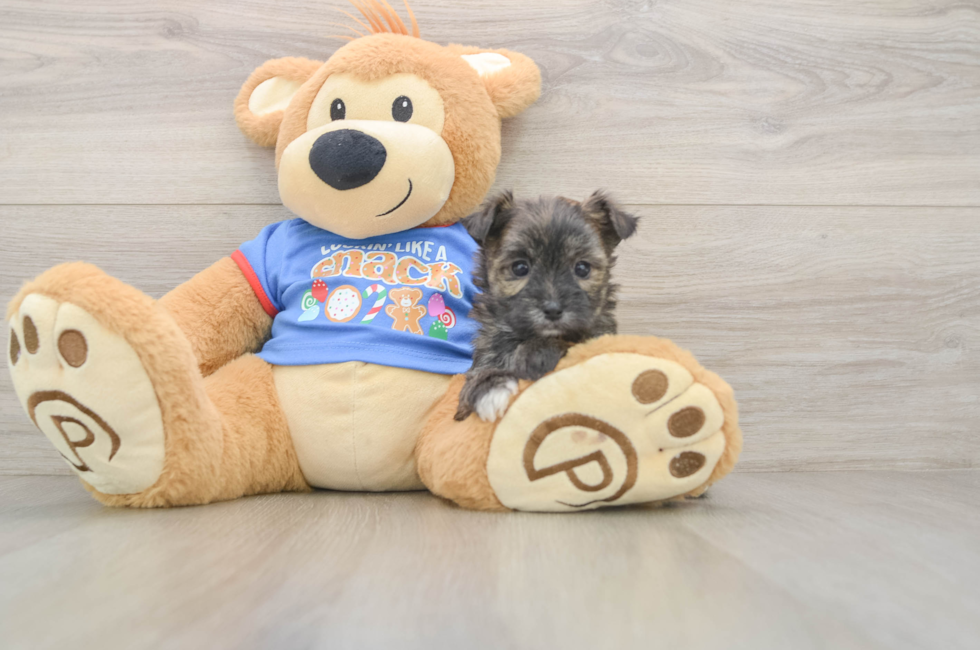 5 week old Morkie Puppy For Sale - Florida Fur Babies