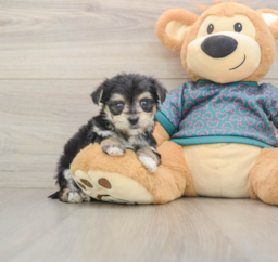 6 week old Morkie Puppy For Sale - Florida Fur Babies