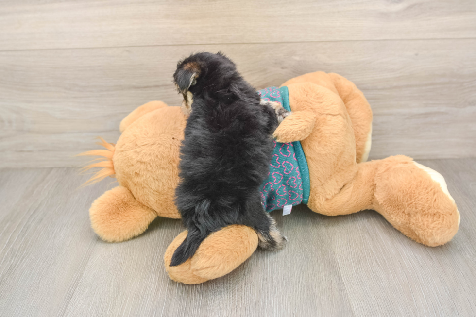 Morkie Pup Being Cute