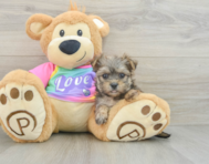 6 week old Morkie Puppy For Sale - Florida Fur Babies