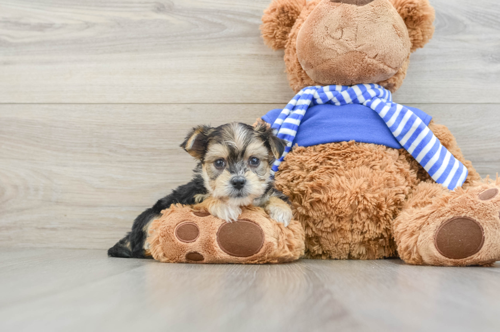 5 week old Morkie Puppy For Sale - Florida Fur Babies