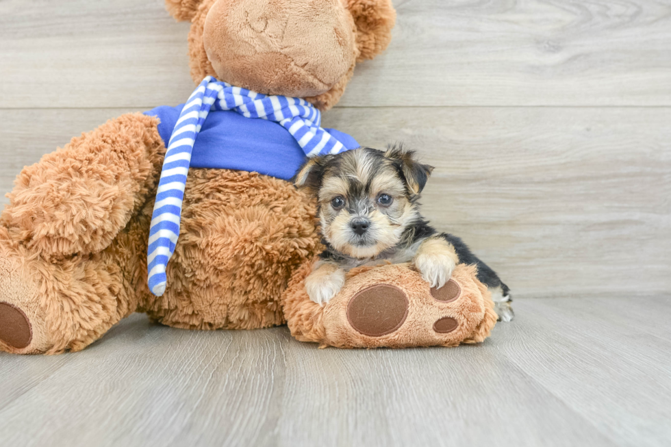 Fluffy Morkie Designer Pup