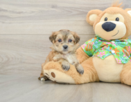 5 week old Morkie Puppy For Sale - Florida Fur Babies