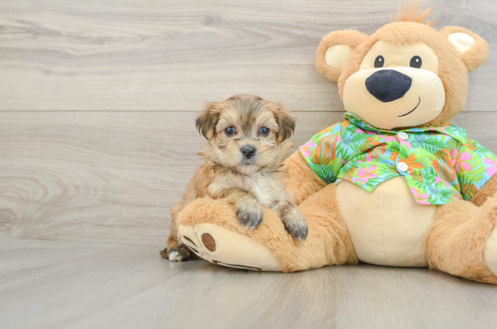 5 week old Morkie Puppy For Sale - Florida Fur Babies