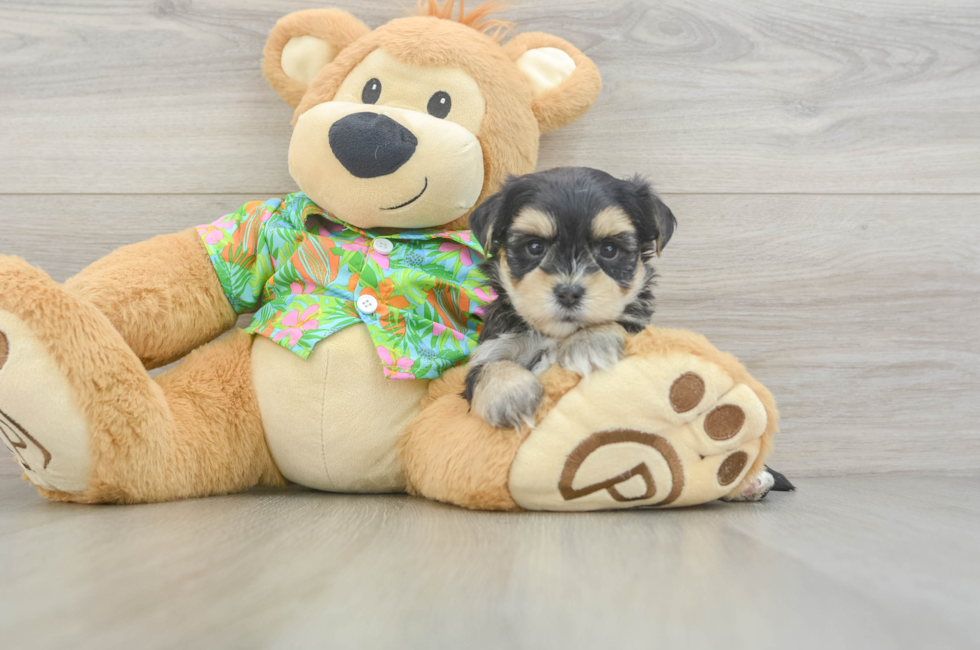 5 week old Morkie Puppy For Sale - Florida Fur Babies