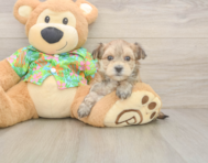 7 week old Morkie Puppy For Sale - Florida Fur Babies