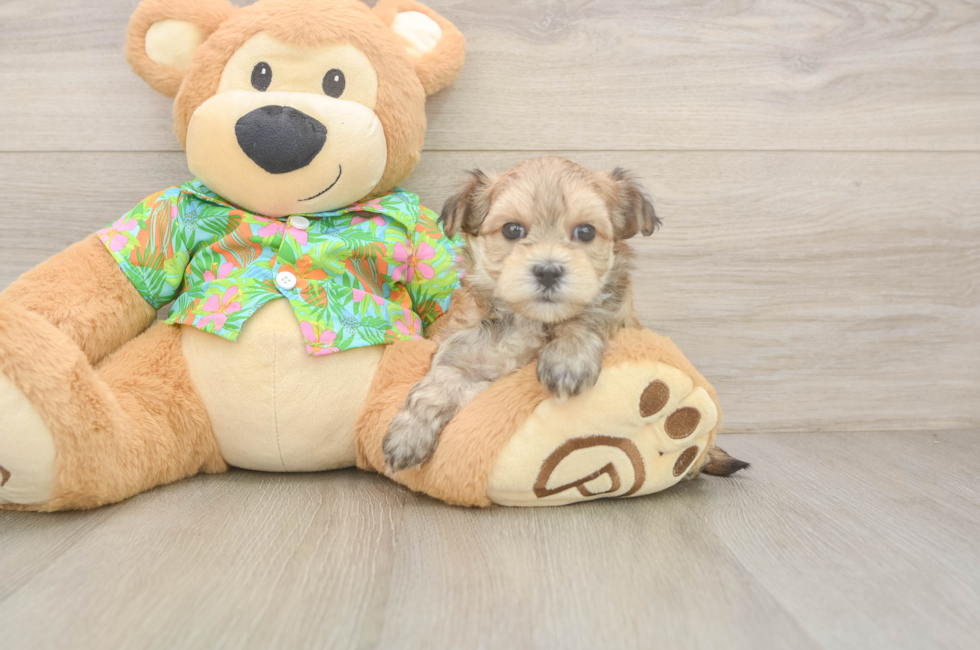 7 week old Morkie Puppy For Sale - Florida Fur Babies